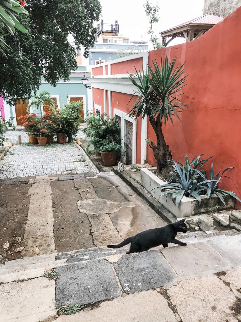 Cat on street in San Juan Puerto Rico