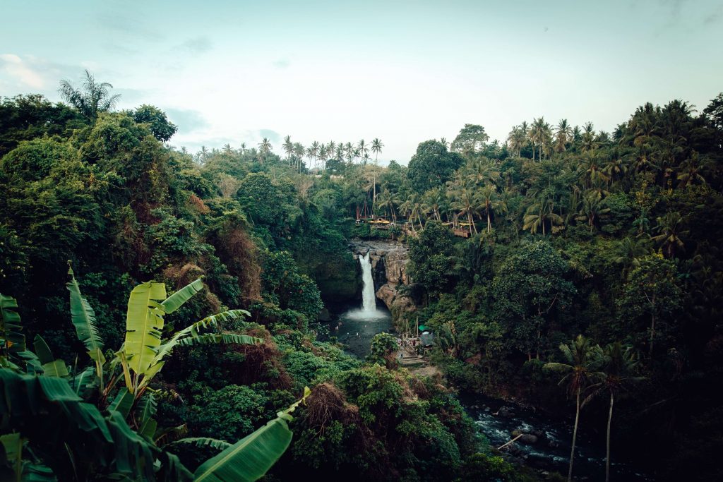 Puerto Rico rainforest