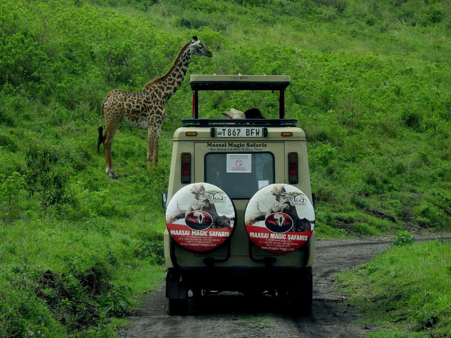 Giraffe in front of vehicle