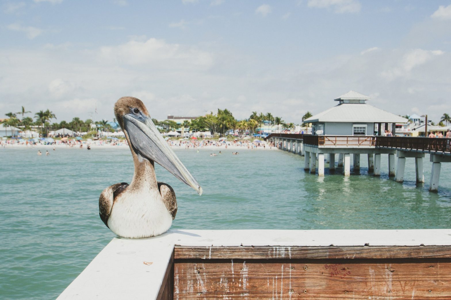 Pelican sitting on ledge near water