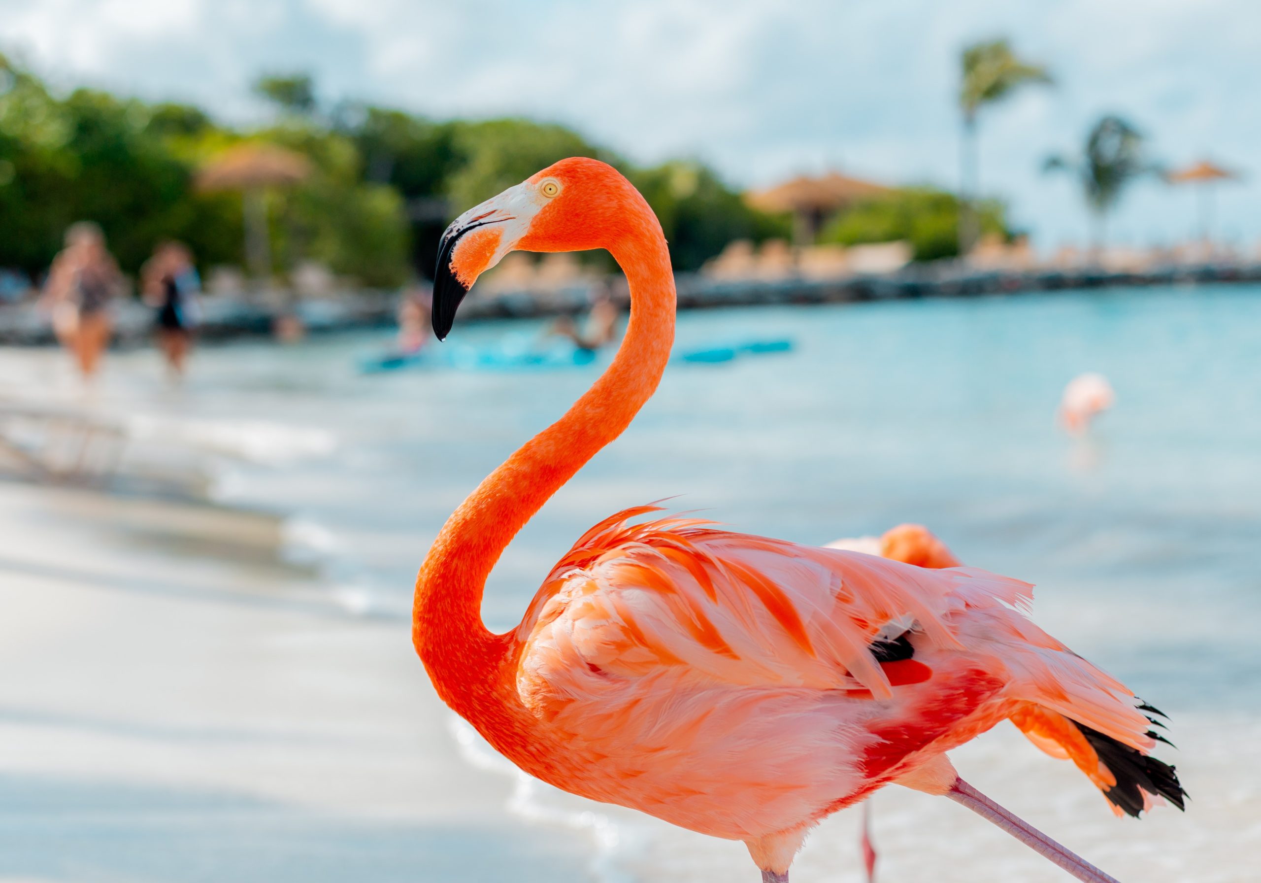 pink bird in front of beach