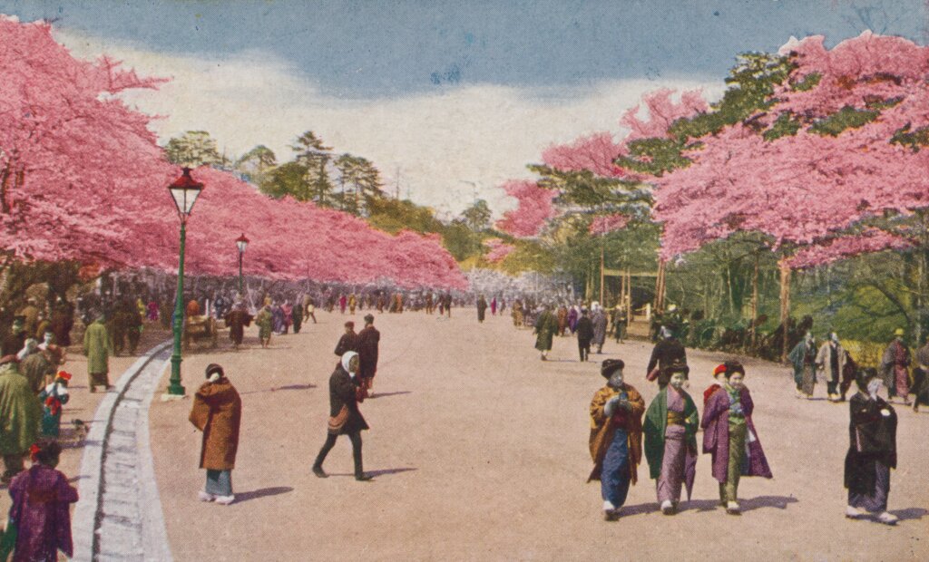 People in kimonos walking on street with trees blossoming