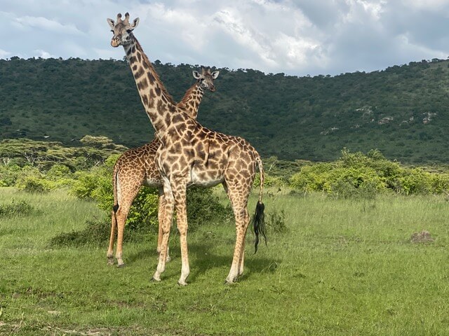 Two spotted animals with long necks