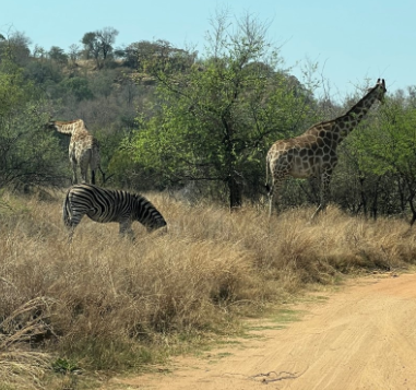 Animals on safari