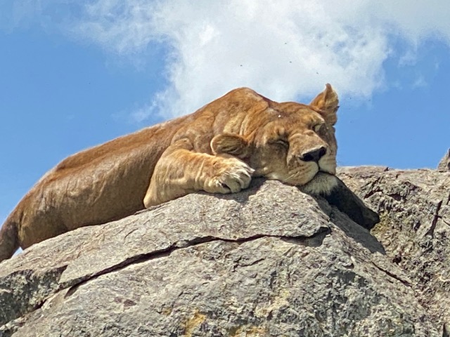Lion resting on a large rock