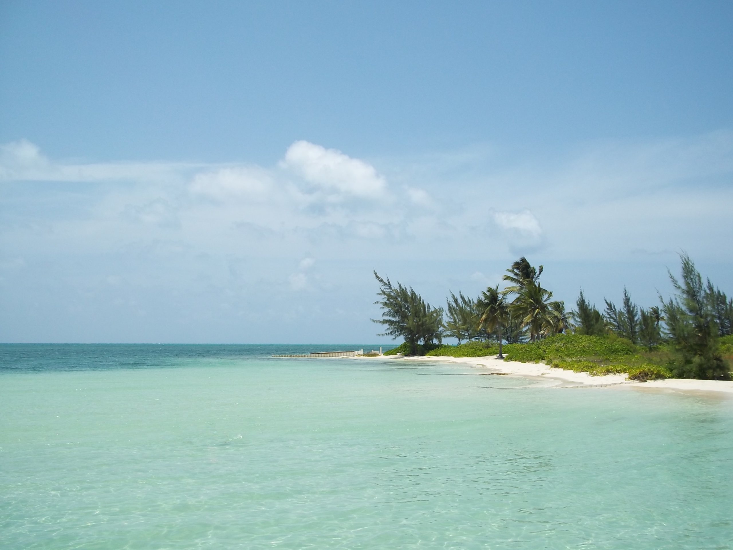 Turquoise water near white sand and green trees