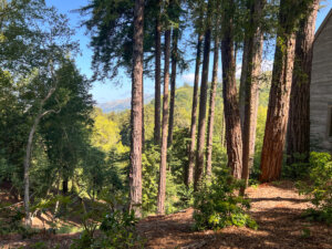 Redwood trees at Alila Ventana Big Sur