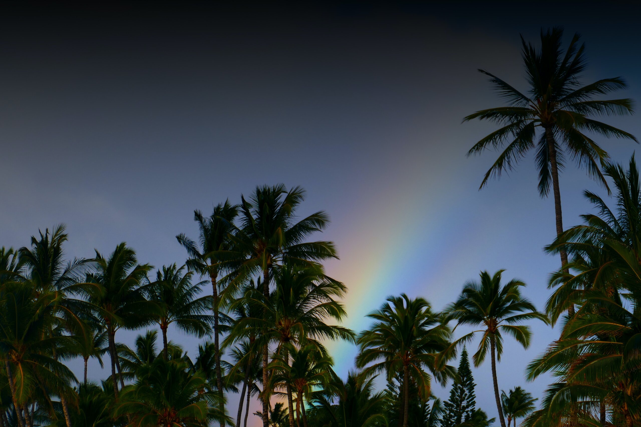 Rainbow in sky above palm trees